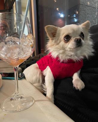 Chihuahua