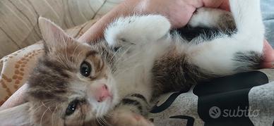 Gattino maschio tigrato e bianco