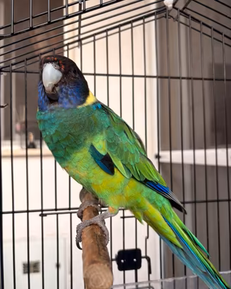 Pappagallo