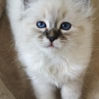 Sacro di Birmania cuccioli