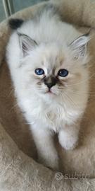 Sacro di Birmania cuccioli