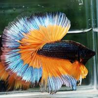 VENDUTO Betta OHM Emerald Mustard Gas Sky Hawk
