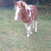 Cavallo