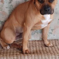 Kennel club Pitbull Terrier