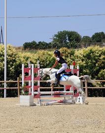 Pony Koala - Anno 2014 - Salto Ostacoli e completo