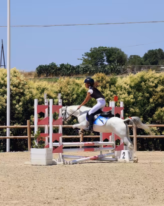 Pony Koala - Anno 2014 - Salto Ostacoli e completo
