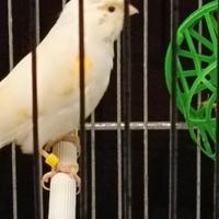 Mosaico femmina anno 2023