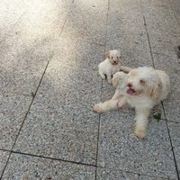 Lagotto romagnoli xisponibili