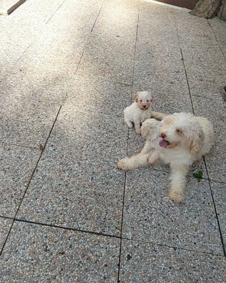 Lagotto romagnoli xisponibili