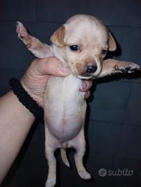 Incrocio tra pincher e chihuahua