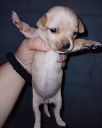 Incrocio tra pincher e chihuahua