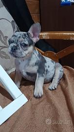 Bulldog francese