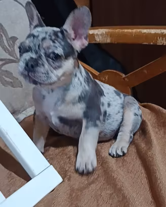 Bulldog francese