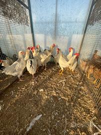 Galline Livorno