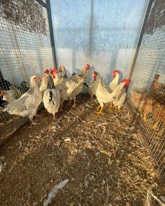 Galline Livorno