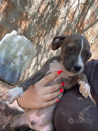 Cucciolo Pitbull x Amstaff