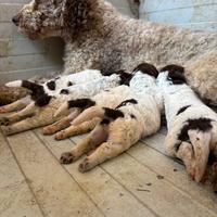 Lagotto romagnolo