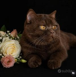 British shorthair