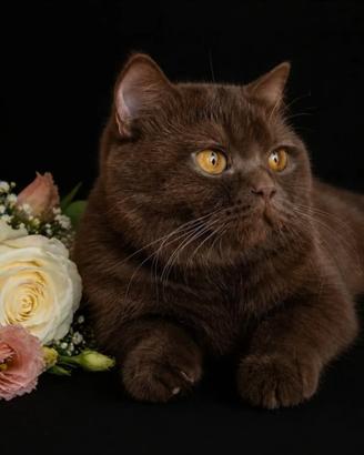 British shorthair