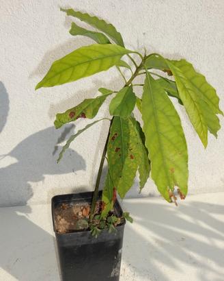AVOCADO