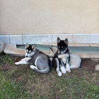 5 spediti cuccioli di Siberian Husky
