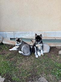 5 spediti cuccioli di Siberian Husky