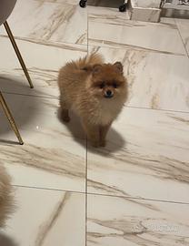 Volpino Spitz tedesco