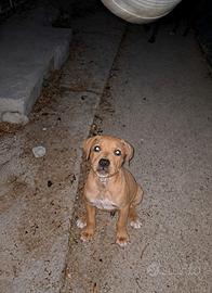 Cucciolo pitbull ADBA vaccinato 2 mesi