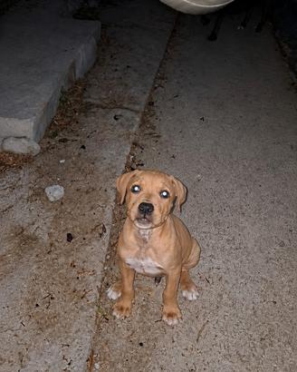 Cucciolo pitbull ADBA vaccinato 2 mesi