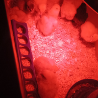 Pulcini collo nudo e normali