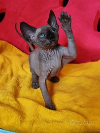 Sphynx cucciola con pedigree