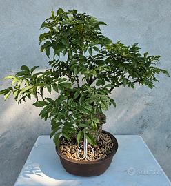 Bonsai Yamadori di Frassino 