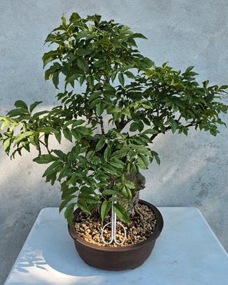 Bonsai Yamadori di Frassino 