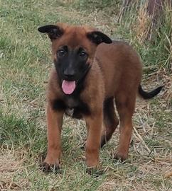 Cucciola Malinois Fulvo Carbonato Ultima