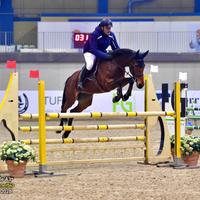 Cavalla salto ostacoli 1 grado