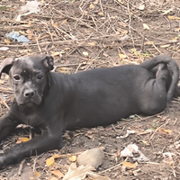 Cuccioli cane corso