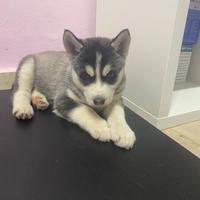 Cuccioli Siberiani Husky