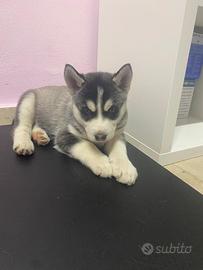 Cuccioli Siberiani Husky