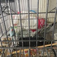 Parrocchetto da collare celeste