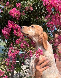 Cuccioli Setter Inglese - linea Vecchia Irlanda
