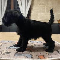 Schnauzer nano