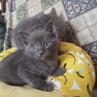 Gattini Certosino