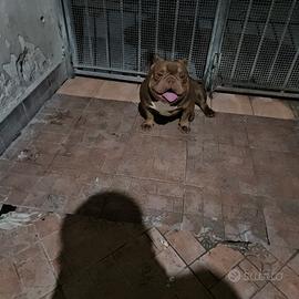 American bully