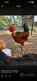 Galline