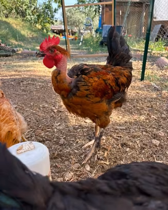 Galline