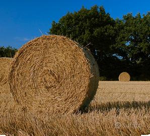 Paglia biologica di farro