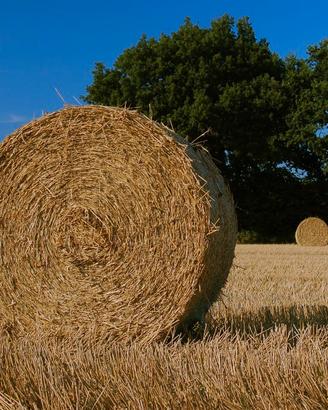 Paglia biologica di farro