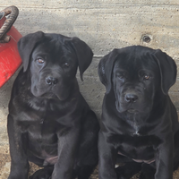 Cuccioli di Cane Corso