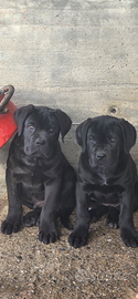Cuccioli di Cane Corso