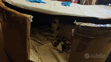 Cuccioli jack Russel